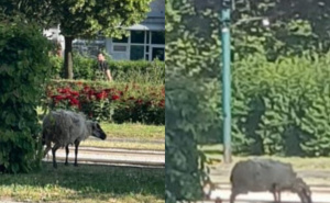 Ovca na ulicama Sarajeva: 'Pobjegla' pred Kurban-bajram. Pogledajte kako odmara na Otoci