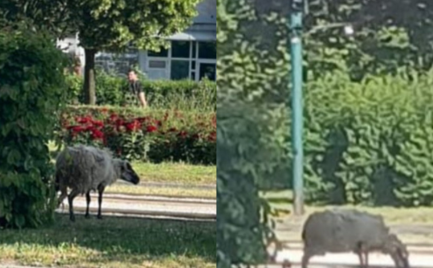 Ovca na ulicama Sarajeva: 'Pobjegla' pred Kurban-bajram. Pogledajte kako odmara na Otoci