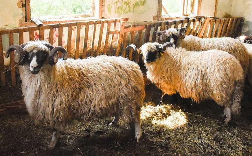 KJKP 'Rad' upozorava: Evo gdje je zabranjeno odlagati životinjski otpad za Kurban-bajram