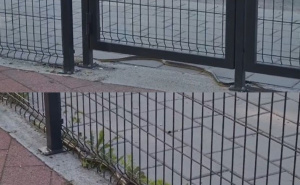 Prizori iz Banje Luke: Velika zmija snimljena kraj školske ograde, roditelji uznemireni