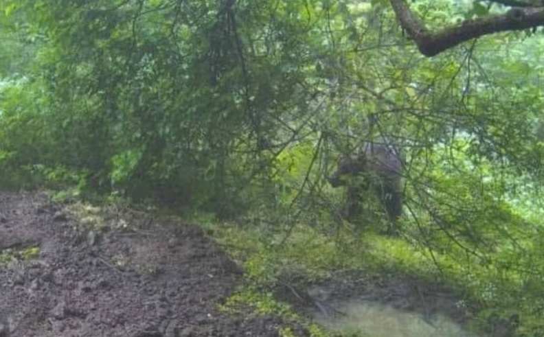 Upozorenja diljem BiH zbog uočenih medvjeda: Snimljeni su na dvije lokacije