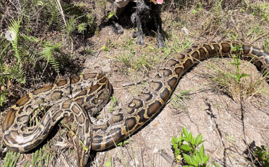 Znate li zašto zmije ujedaju ljude? Odgovor bi vas mogao iznenaditi