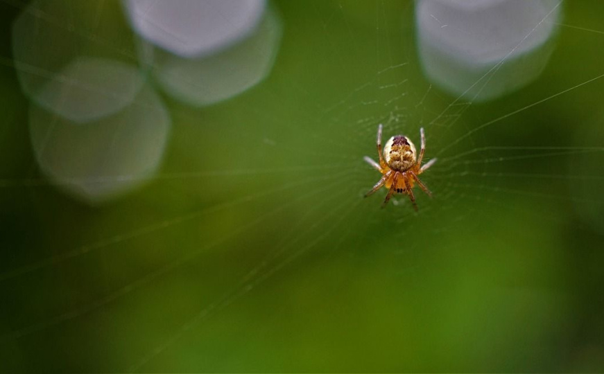 Pauci vam stvaraju nelagodu? Iskoristite ovu namirnicu i zaobilazit će vaš dom u širokom luku