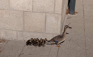 Svi su se pitali gdje su krenuli: Patka s pačićima zalutala u naselje u Trebinju