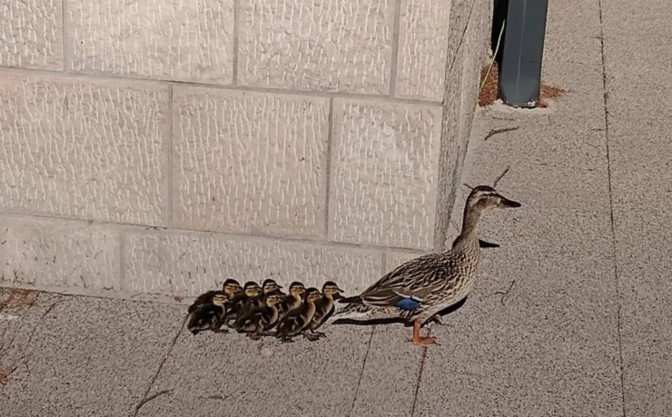 Svi su se pitali gdje su krenuli: Patka s pačićima zalutala u naselje u Trebinju