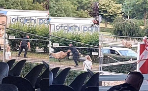 Lutao među automobilima: Pogledajte kako policija bezuspješno juri ovna na ulicama Sarajeva