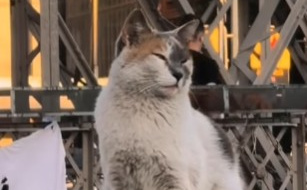 Slavna šapa grada: Mačka sa Skenderije osvojila je srca svih Sarajlija