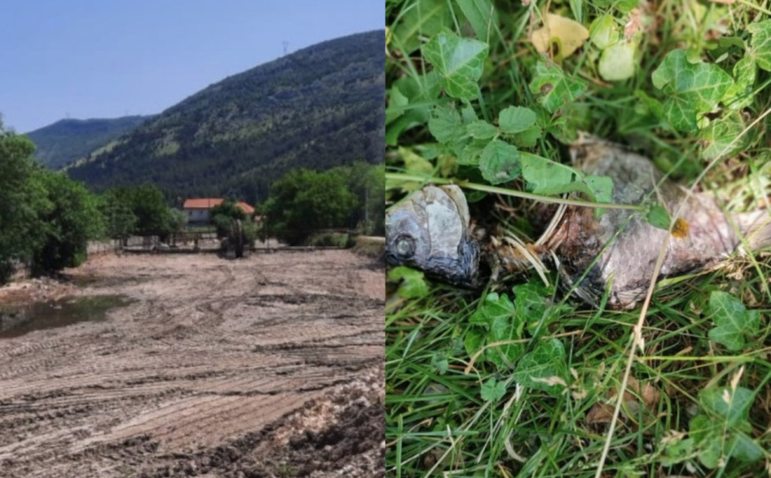 Ovo je ekocid: Građani bijesni zbog prizora iz korita rijeke u Hercegovini - mrtve ribe i rakovi
