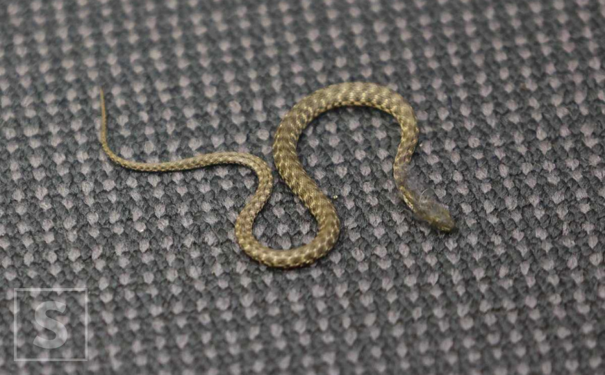 Neočekivani gost: Zmija 'ušetala' na sjednicu Doma naroda FBiH