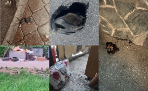 Leptospiroza u Sarajevu, građani ogorčeni: "Pacovi i žohari haraju haustorima"