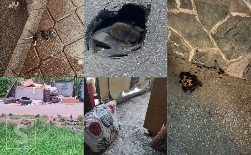 Leptospiroza u Sarajevu, građani ogorčeni: "Pacovi i žohari haraju haustorima"