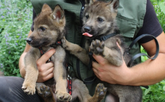 Zoo vrt u BiH postao bogatiji za dva nova stanovnika: Upoznajte preslatke vučiće Alfu i Astru