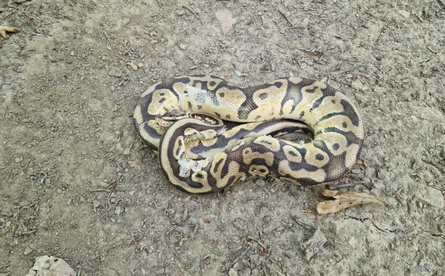 Nije šala - Zagrepčanin šetao psa pa pronašao pitona: 'Samo sam ga stavio u torbu i odnio kući'