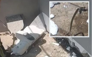 Vatrogasci u Čapljini uklonili četiri zmije iz fasade porodične kuće