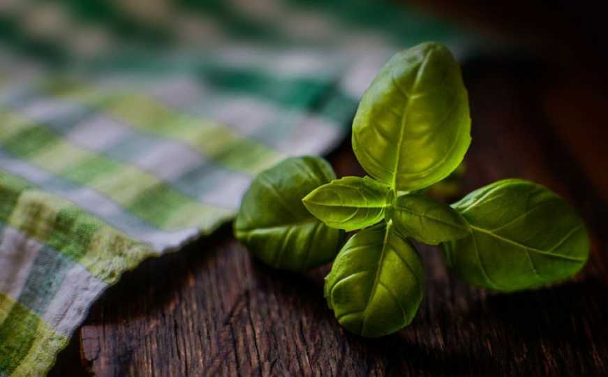 Bosiljak vam brzo uvene: Izbjegnite čestu grešku koju mnogi vrtlari prave