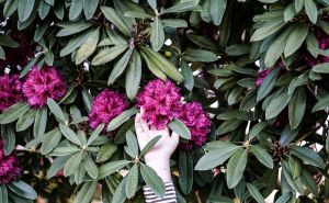 Mnogi vrltari ovo savjetuju: Tajna prirodne zaštite od štetočina