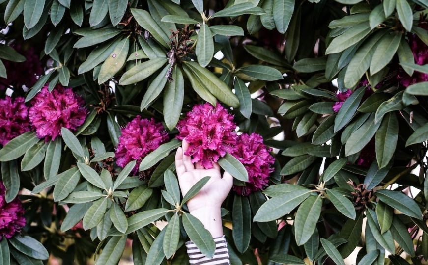 Mnogi vrltari ovo savjetuju: Tajna prirodne zaštite od štetočina
