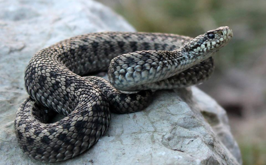 Ugriz zmije može biti koban: Znate li kako pružiti prvu pomoć i šta nikako ne smijete raditi?