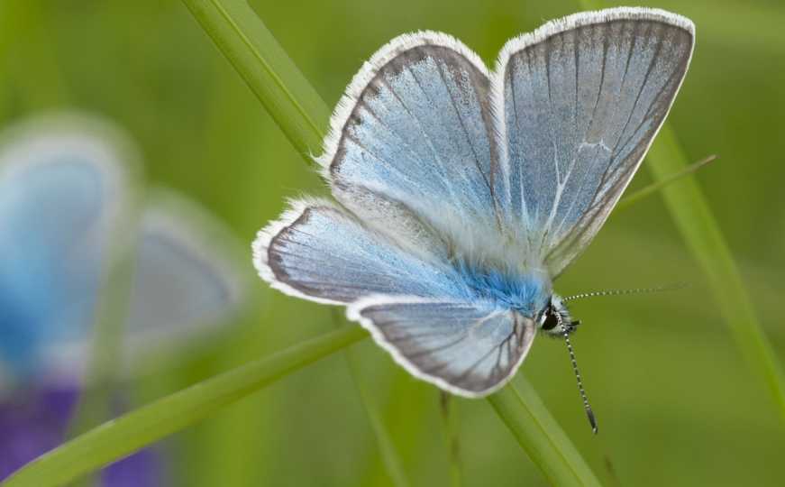 Ozbiljan pad populacije leptira: Potrebna im hitna zaštita