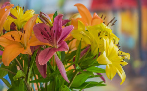 Volite ljiljane? Saznajte kako da buket ovog omiljenog cvijeća ostane svjež što duže