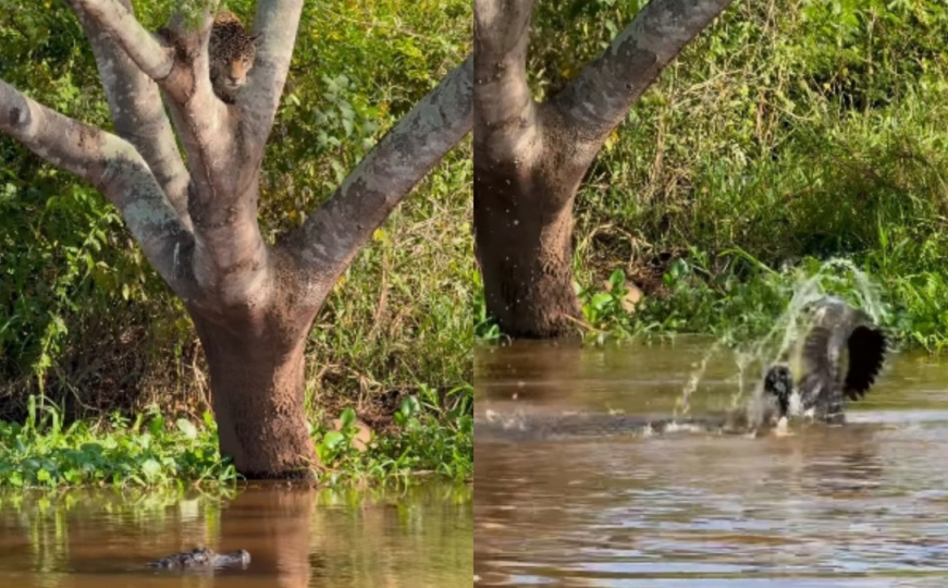 Borba kakva se rijetko viđa: Jaguar iz zasjede napao aligatora, uslijedila 'bitka titana'