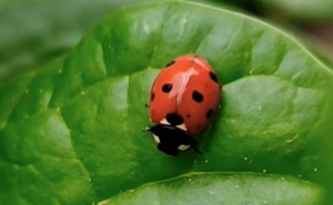 Privucite najmilijeg insekta i saveznika: Svi ih želimo u svom vrtu