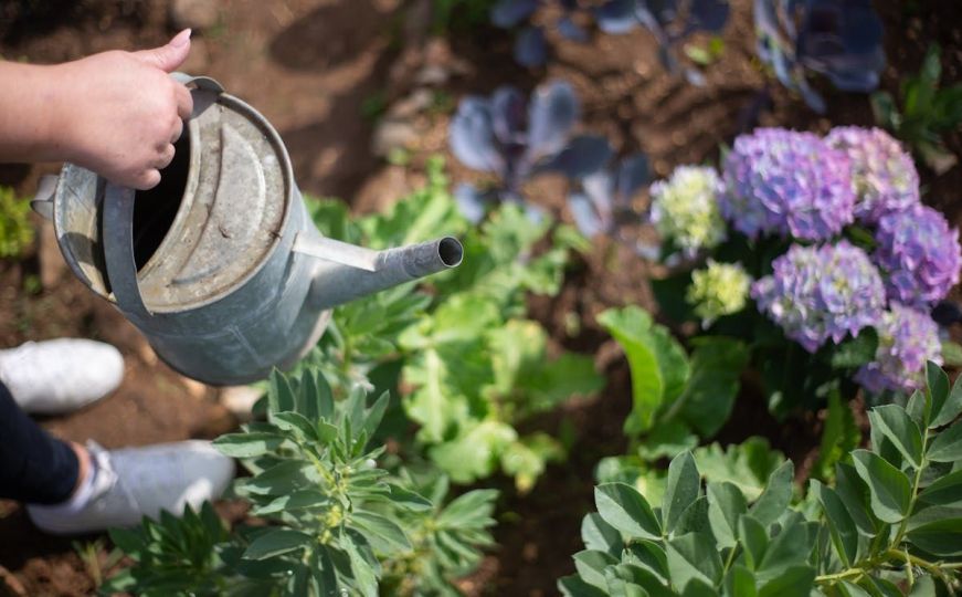 Visoke temperature mogu oštetiti biljke: Zaštitite ih na ovaj način, nećete zažaliti