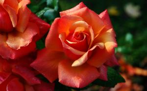 Ruže su najljepši dodatak vrtu: Ova metoda će produžiti trajanje njenim cvjetovima