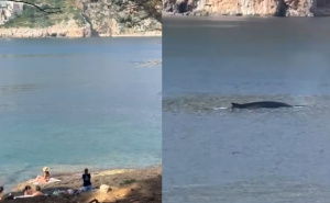 Spektakularni prizori u Hrvatskoj: 'Odjednom je isplivao ispred nas, bio je odmah pored obale'