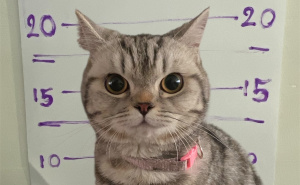 Policija 'uhapsila' mačku: "Optužena je za napad na nas, zadržat ćemo je u pritvoru"