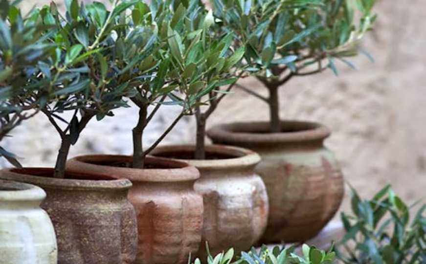 Savršen izbor za kreativno vrtlarstvo: Evo šta možete upotrijebiti