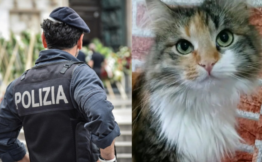 Kombi pun životinja iz BiH doživio udes: Traga se za mačkama i psima, putnici povrijeđeni