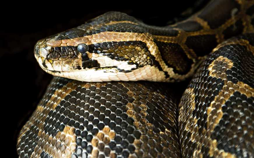 Neprijatno za gledanje: Evo kako izgleda zmija nakon što je pojela svoj plijen, objavljen snimak