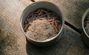 Skakavci umjesto ćevapa? Čovječanstvo se 'gadi' na hranu budućnosti