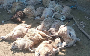 Stravičan prizor kod Mostara: Policiji prijavljeno da je ugušeno 17 ovaca na porodičnom imanju