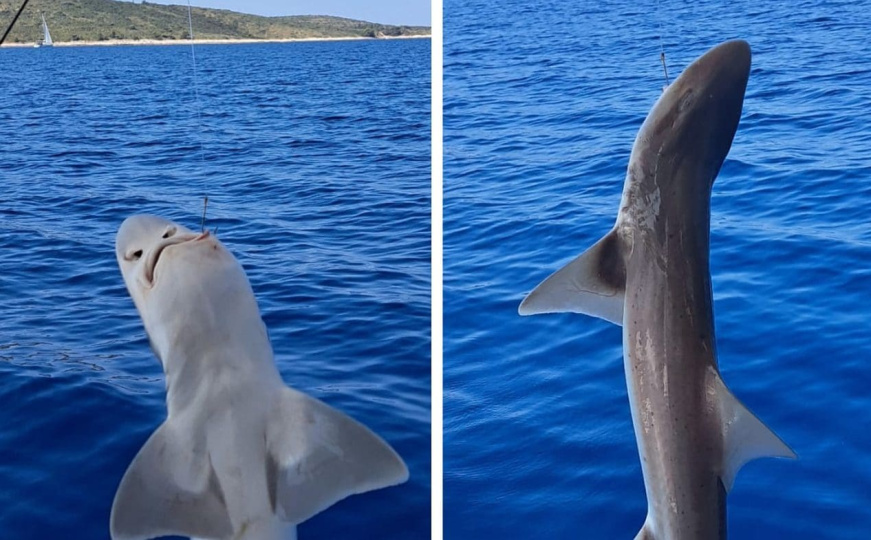 Heroina s Hvara: Djevojčica (10) ulovila morskog psa pa ga s osmijehom pustila nazad