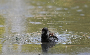 "Budite oprezni": Meteorolozi za danas upalili 2 upozorenja - pročitajte kad i gdje se očekuje kiša