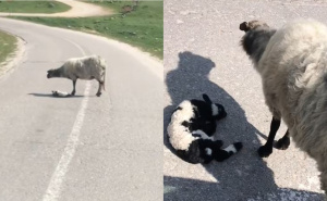 Snimak sa bh. planine ugrijao srca mnogih: Pogledajte kako ovca pravi hlad svom janjetu