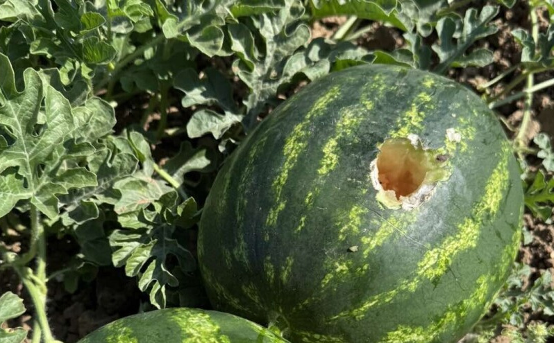 Poljoprivrednik ne pamti ovakvu štetu: Vrane uništile dva hektara lubenica