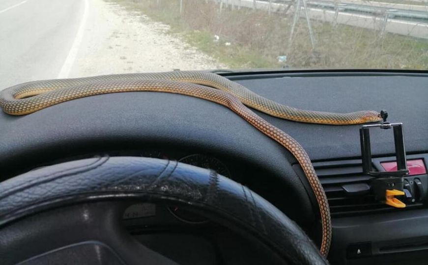 Stručnjaci upozoravaju: Ovo je znak da se u vaš automobil sakrila zmija
