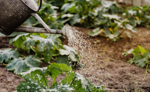 Savjet iskusnih vrtlara: Iskoristite ovu namirnicu za brži razvoj biljaka