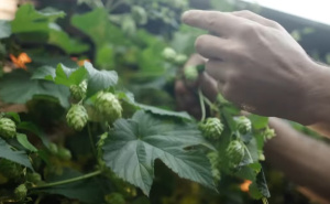 Nešto drugačije šparoge: Ovu biljku u BiH ne uzgaja gotovo niko, a donosi oko 2000 KM po kilogramu