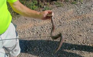 Najezda zmija u BiH: Vatrogasci iz jednog grada imali čak 14 intervencija za mjesec dana