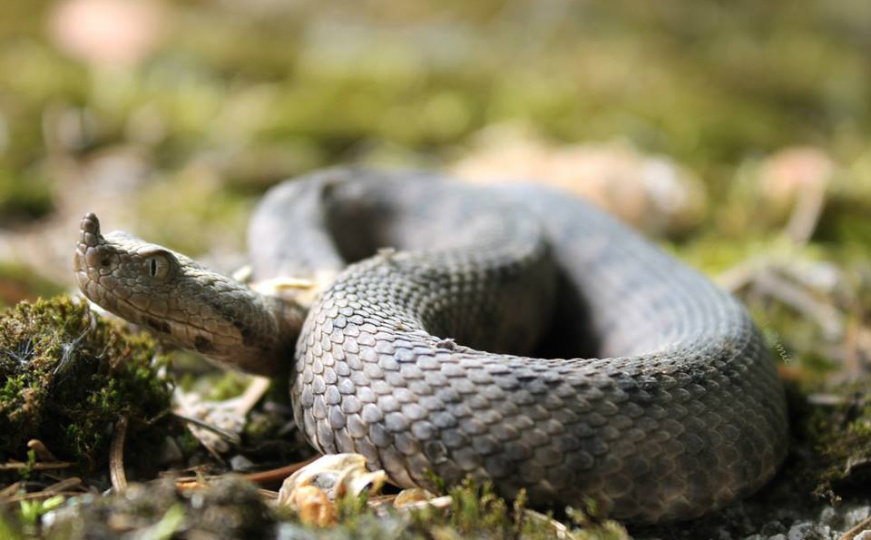 Mostarska bolnica: Imali smo 3 slučaja ugriza zmije otrovnice