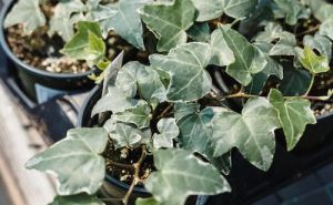 Zaboravite na jake hemikalije: Prirodni način za kontrolu bršljana u vašem vrtu