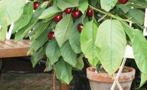 Upozorenje za sve koji imaju stablo ovih voćki u vrtu: Zaštitite svoje biljke na vrijeme