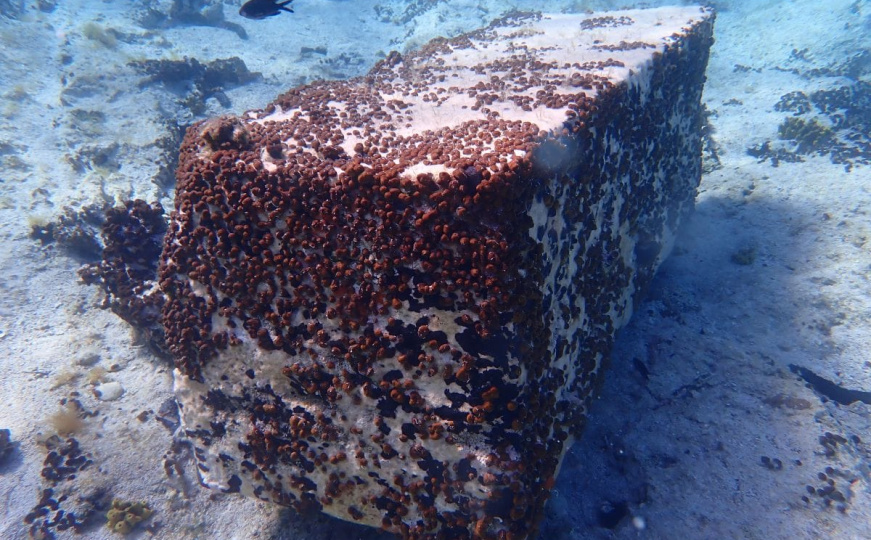 Tajne Jadrana: Ronilac pronašao zagonetni kameni blok u podmorju hrvatskog otoka
