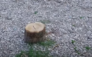 Mostarci ogorčeni: Neko posjekao stabla ispod Starog mosta