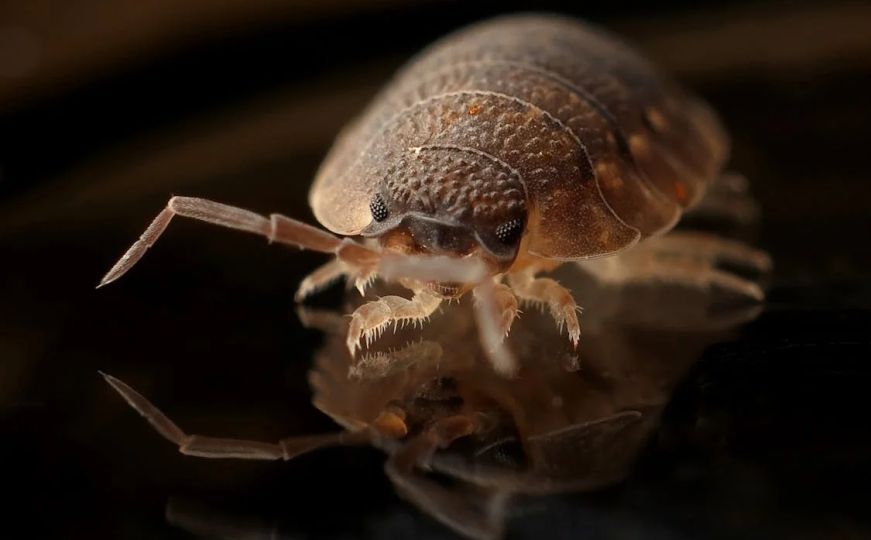 Zaštita od stjenica: Evo kako se možete na brz i efikasan način riješiti ovih insekata