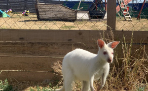 Bijelo čudo iz prirode: Albino valabi kengur novi stanovnik Zoo vrta u Hrasnici